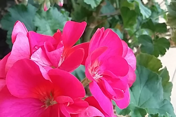 Mróz, a pelargonie wciąż piękne
