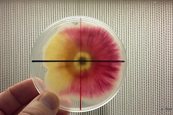 Fusarium poae