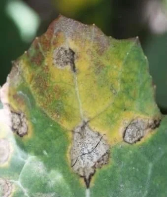 Cylindrosporioza roślin krzyżowych