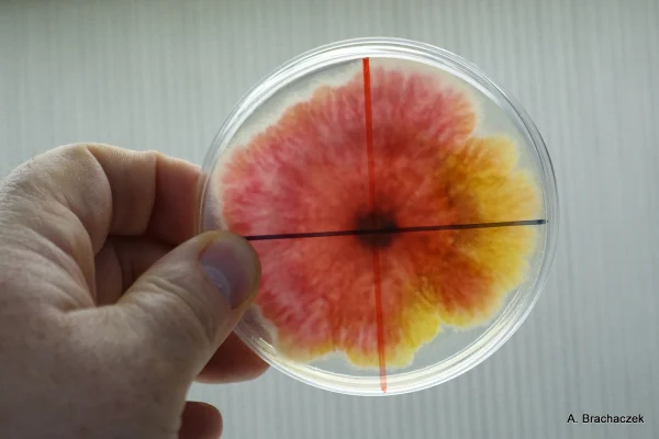 Aktywność fungicydów wobec Fusarium avenaceum