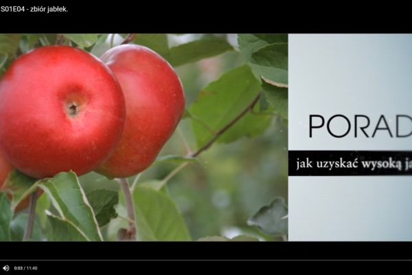 Gra o plon &#8211; zbiory jabłek
