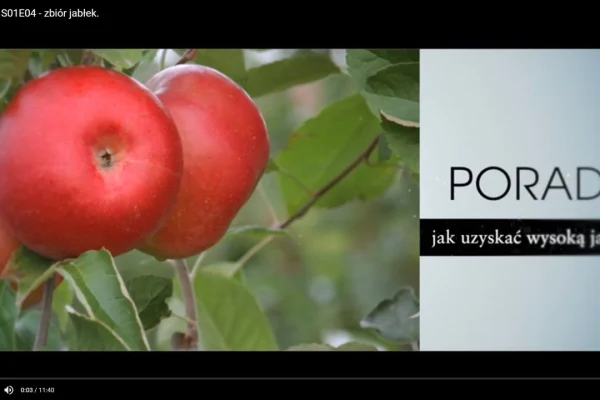Gra o plon – zbiory jabłek