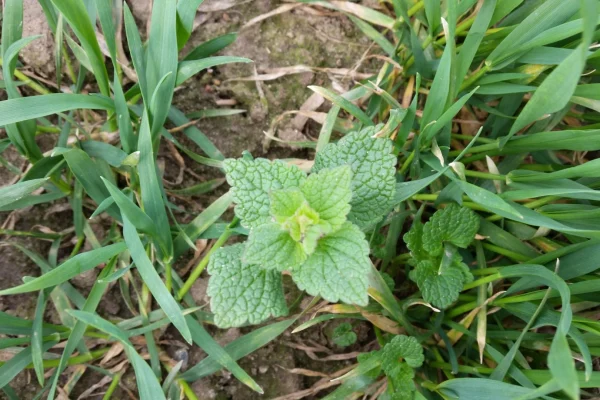 Jasnota purpurowa