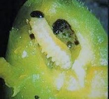 Owocnica śliwowa żółtoroga