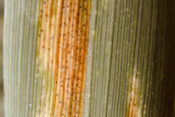 Septorioza paskowana liści pszenicy