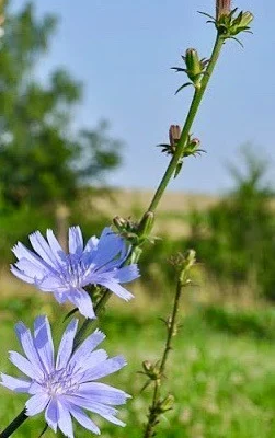 Cykoria podróżnik