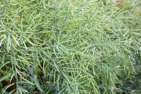 Ochrona herbicydowa rzepaku
