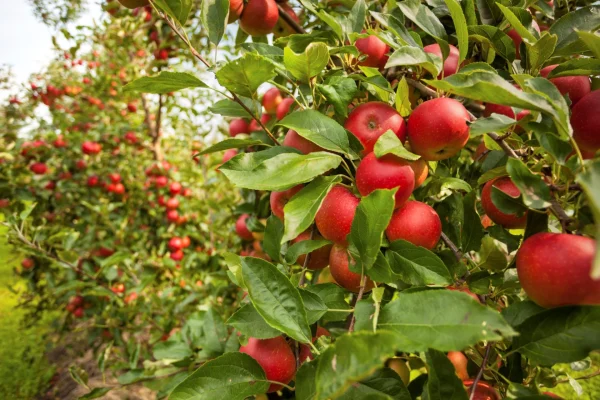 FruitSmart po pierwszym sezonie przechowalniczym