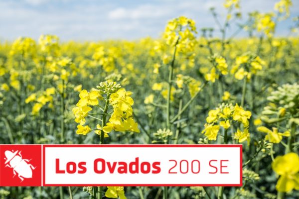 Insektycyd Los Ovados 200 SE