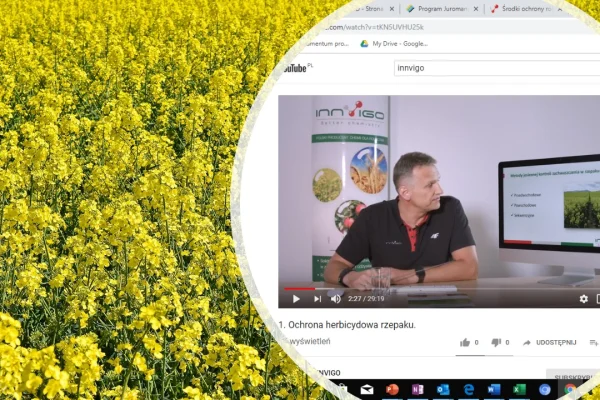 Kompleksowa ochrona rzepaku od INNVIGO
