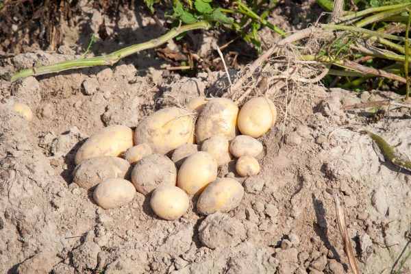 Kompleksowa ochrona ziemniaków