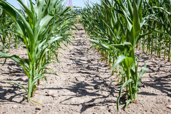 Wczesne odchwaszczanie kukurydzy zapewni większy  plon