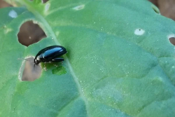 Zwalczać, ale czym? Jesienna ochrona insektycydowa