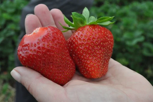 Plonowanie truskawek zależy od kondycji plantacji