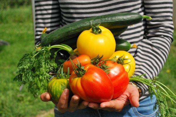 Uprawy warzywnicze zyskują nowe możliwości ochrony