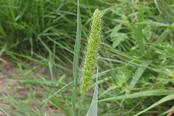 Włośnica sina
