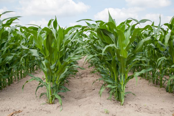 Zwalczanie chwastów w kukurydzy wiosną