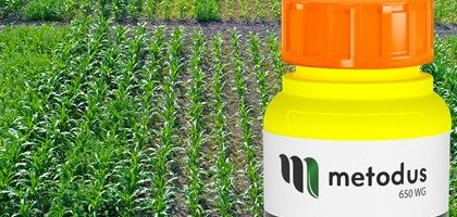Metodus, czyli metoda na chwasty w kukurydzy