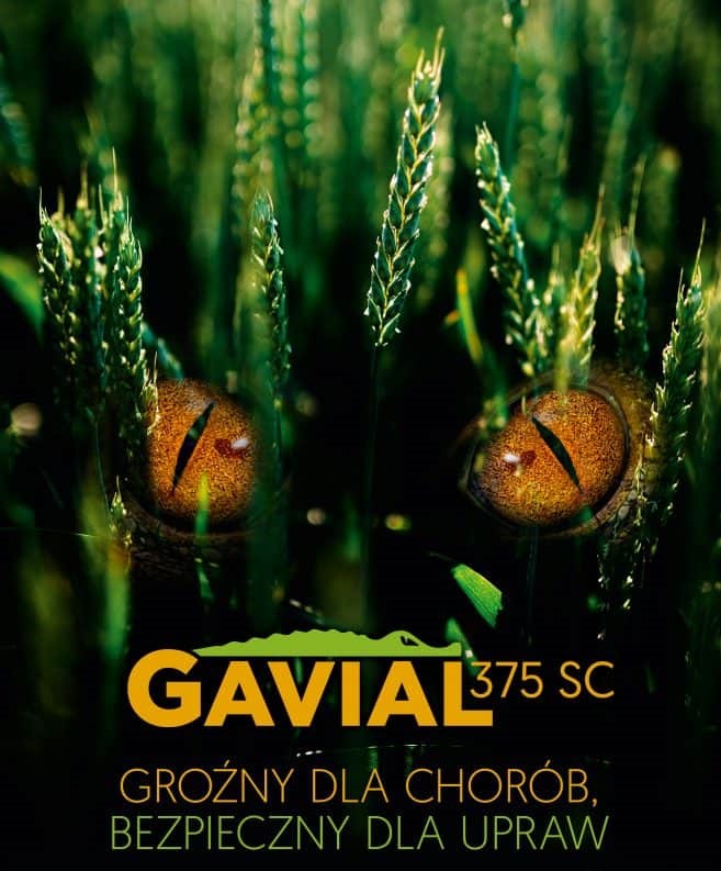 Gavial 375 SC Fingicyd na choroby grzybowe 