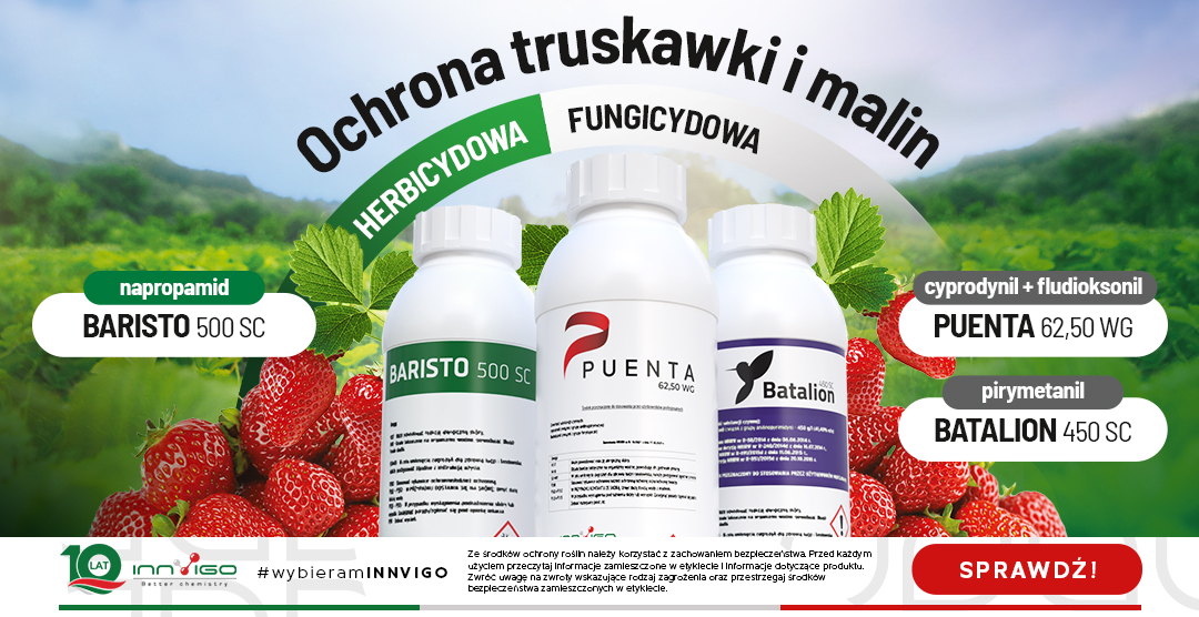 ochrona truskawki