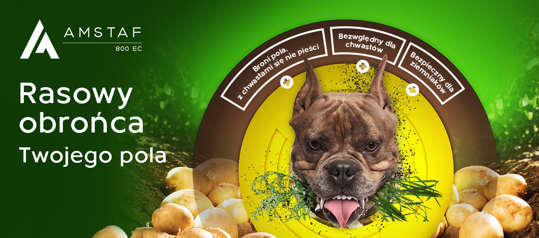 amstaf_na_chwasty