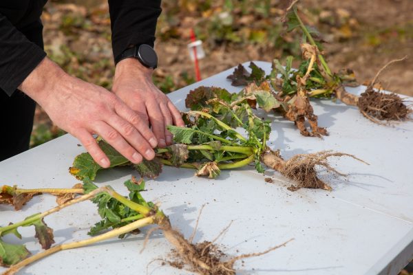 Wpływ jesiennej regulacji pokroju na zimotrwałość rzepaku ozimego w warunkach stresu termicznego