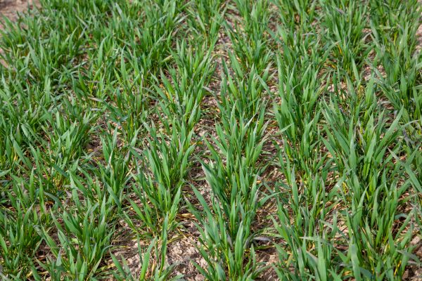 Trudne chwasty jednoliścienne wymagają silnych rozwiązań