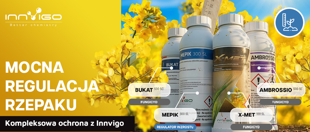 mocna regulacja rzepaku