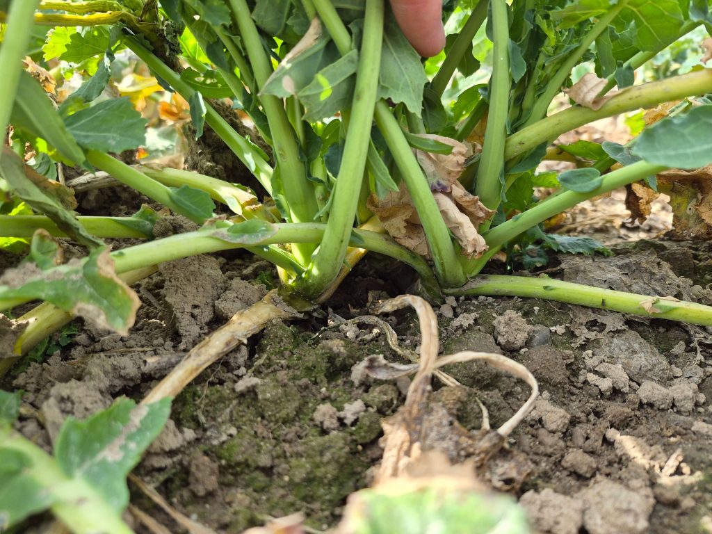 Zdjęcie poletka Mepik 300 SL 0,5l + X-met 300 SL 0,3l + Bukat 500 SC. Platforma doświadczalna Innvigo Urbanowice