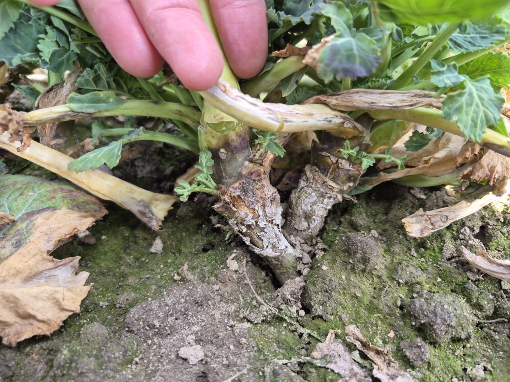 Zdjęcie poletka kontrolnego ( bez stosowanej preparatów regulujących) rzepaku ozimego. Platforma doświadczalna Innvigo Urbanowice