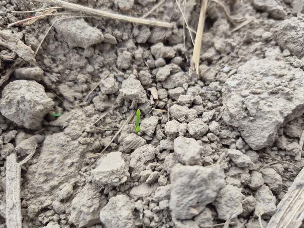 Chwasty jednoliścienne