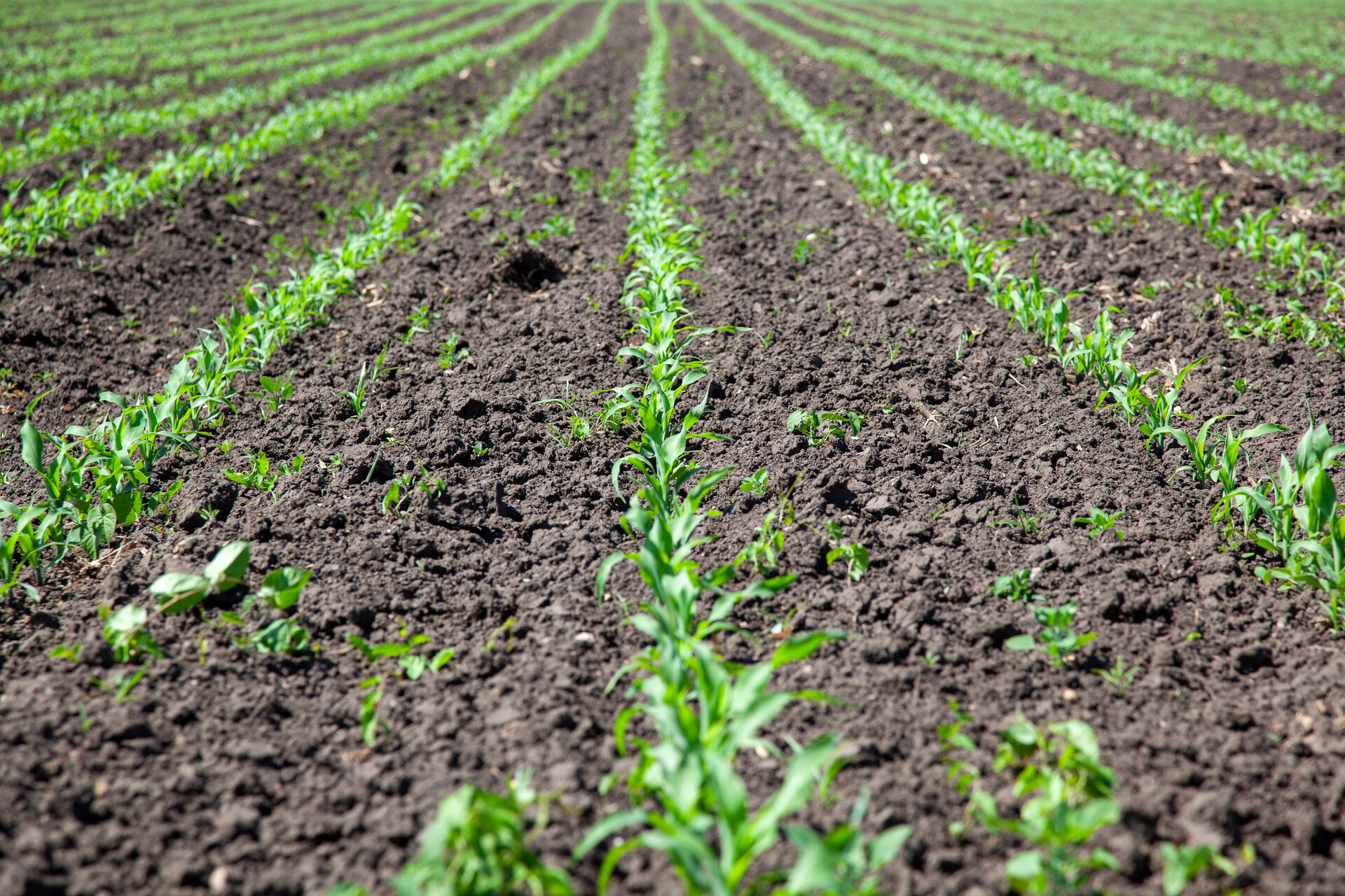 prosto z pól Innvigo ochrona kukurydzy