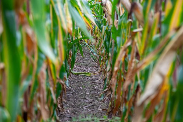 Na jaki scenariusz przygotować się w ochronie kukurydzy?