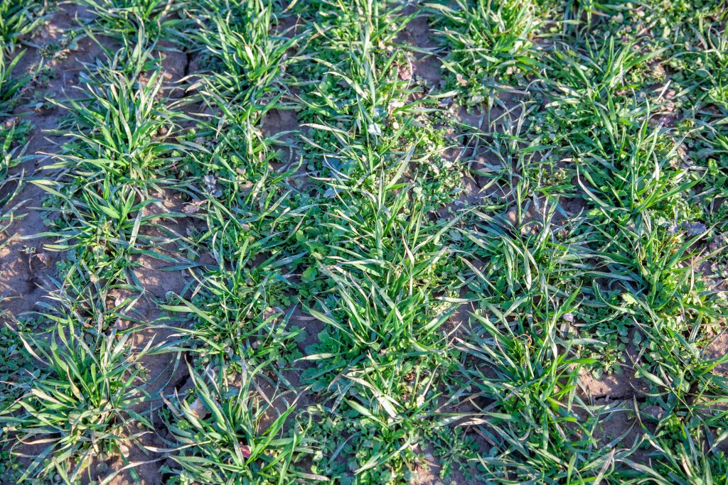 Celowane rozwiązania na problematyczne chwasty w zbożach 3