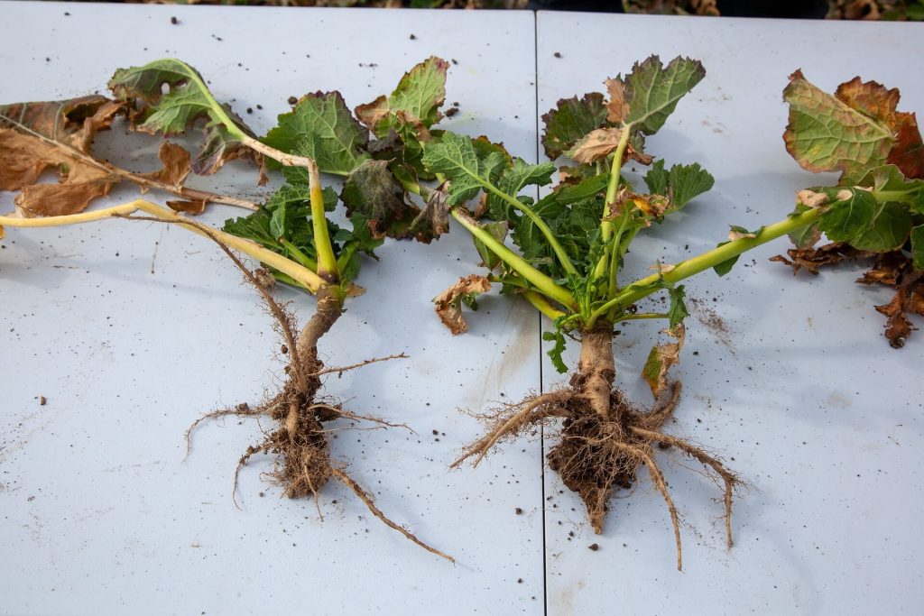 Porównanie rzeapku z poletka kontrolnego ( niechronionego) po lewej, oraz rzepaku z poletka z zastosowaną regulacją i ochroną jesienną. Platforma doświadczalna Innvigo Urbanowice