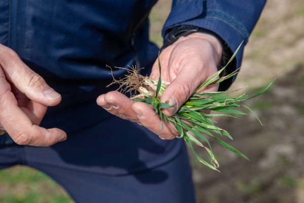 Fundament plonu zbóż budujesz już dziś