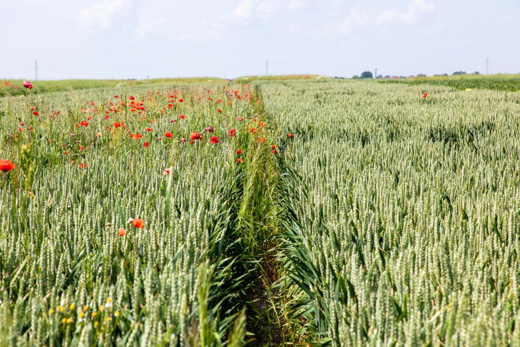 Celowane rozwiązania na problematyczne chwasty w zbożach 2
