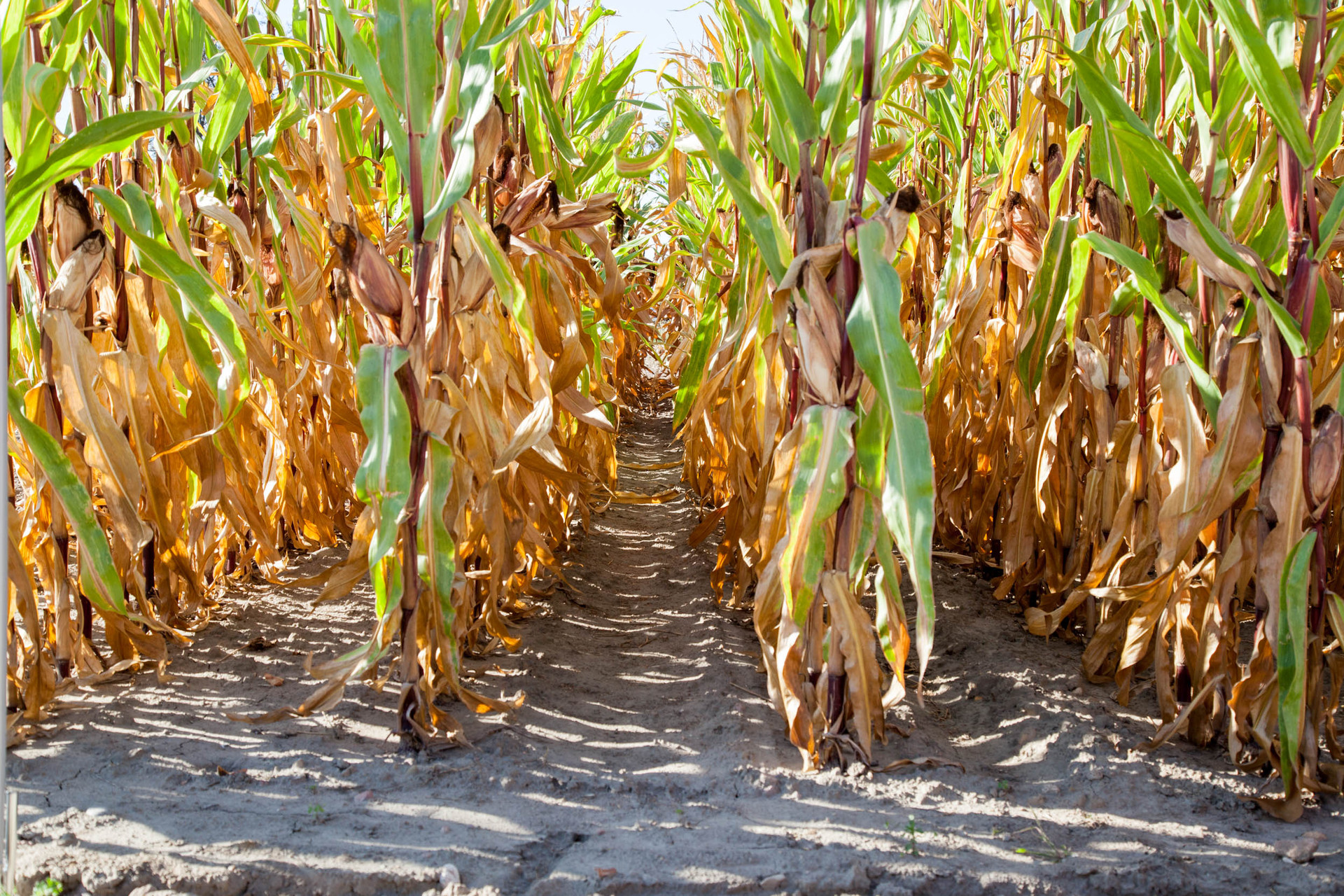 prosto z pól Innvigo ochrona kukurydzy