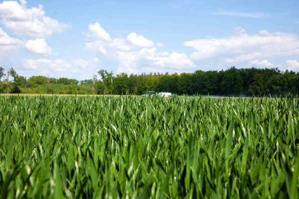 Polskie rozwiązania chronią światowe uprawy