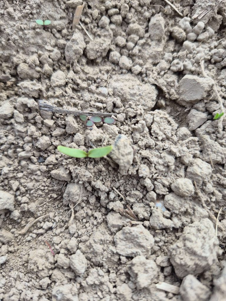 Przetacznik bluszczykowy