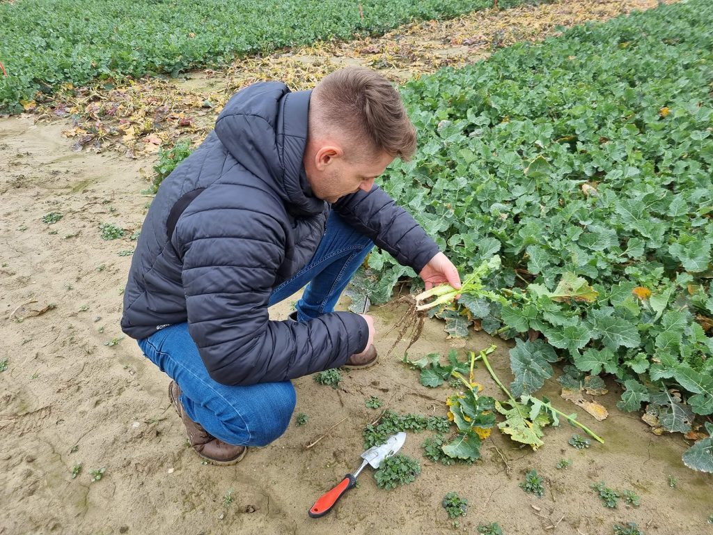 Rzepak odpłaca za ochronę wyższym plonem