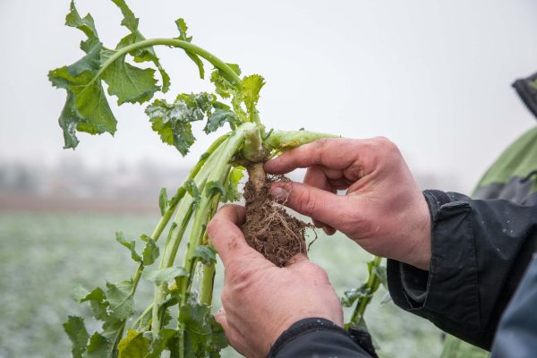 Rzepak odpłaca za ochronę wyższym plonem