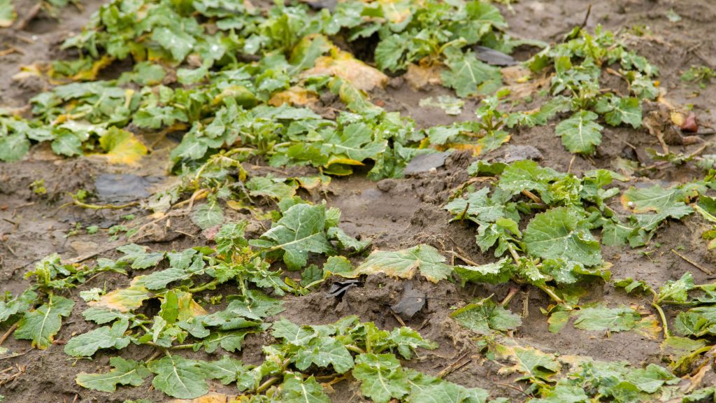 Rzepak odpłaca za ochronę wyższym plonem