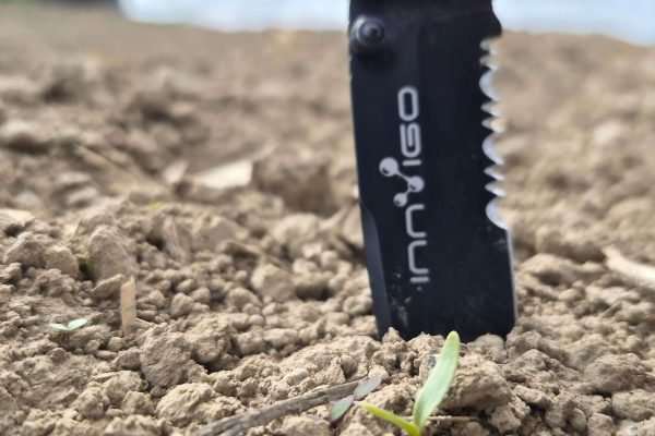 Pierwsze wschody buraka cukrowego trwają, a co za tym idzie również chwastów.