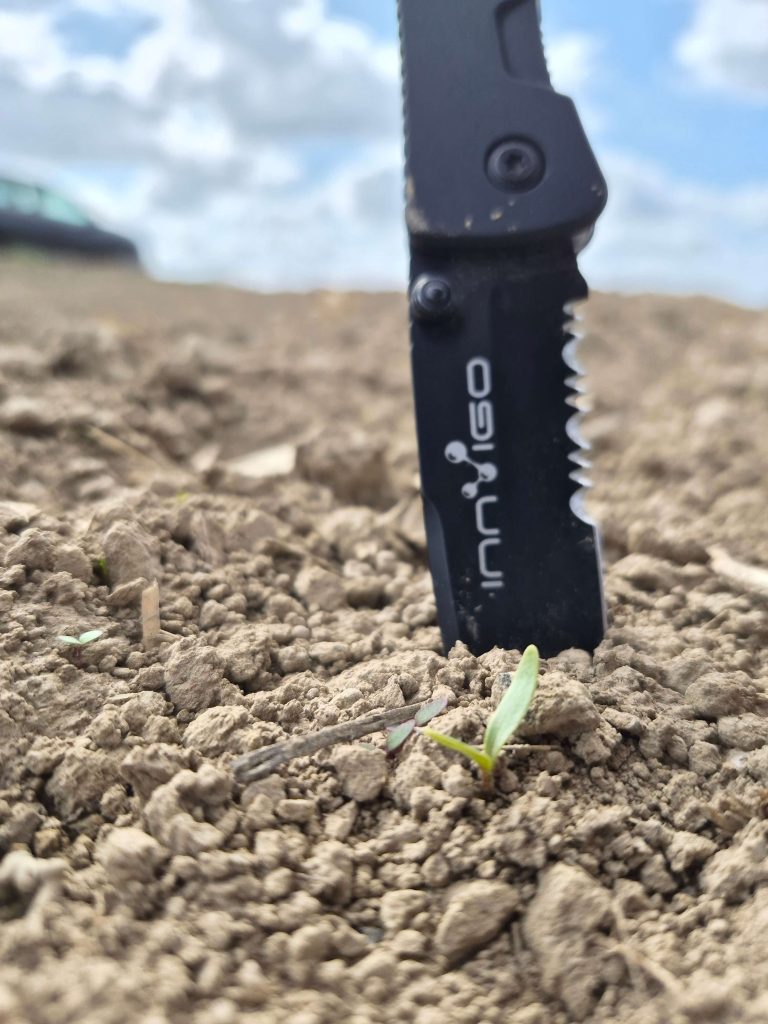 Siewka buraka cukrowego