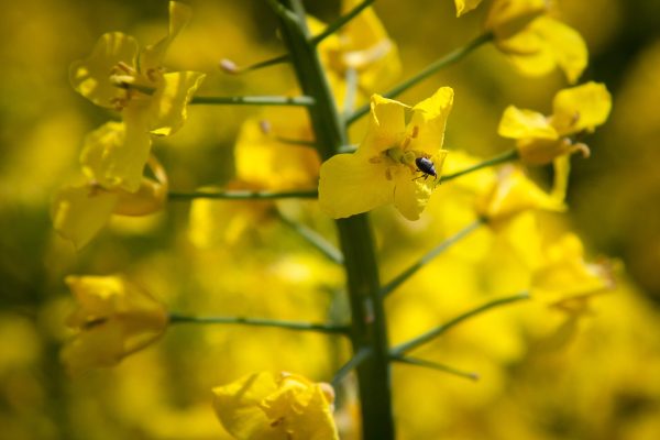 Szkodniki zaatakują rzepak z zaskoczenia