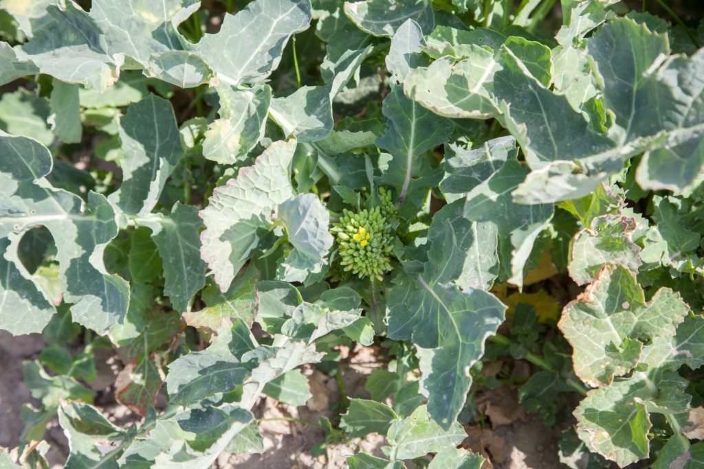 Szkodniki zaatakują rzepak z zaskoczenia