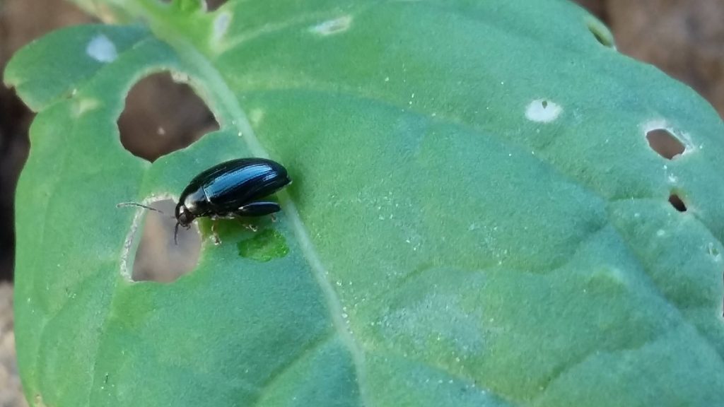 Szkodniki zaatakują rzepak z zaskoczenia