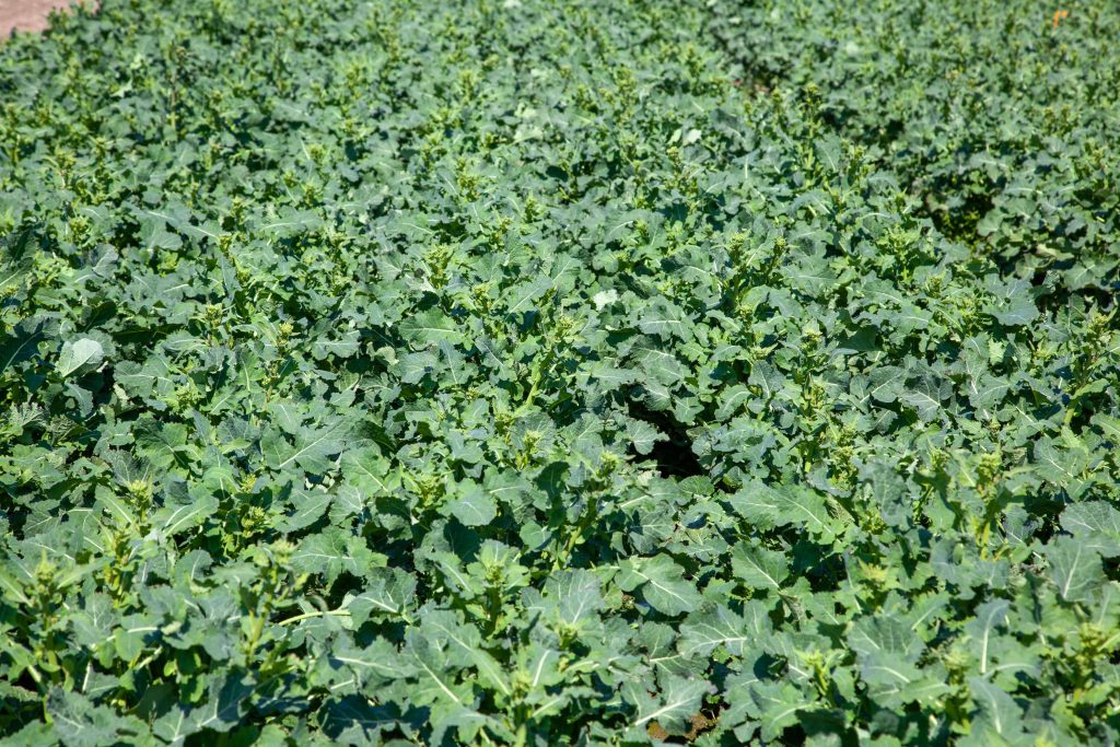 Szkodniki zaatakują rzepak z zaskoczenia