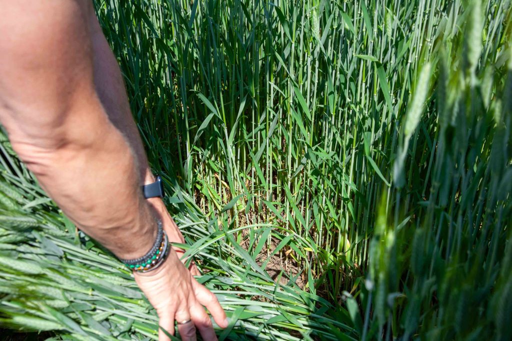 Trudne chwasty jednoliścienne wymagają silnych rozwiązań